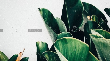 demo-attachment-385-kiki-siepel-787802-unsplash
